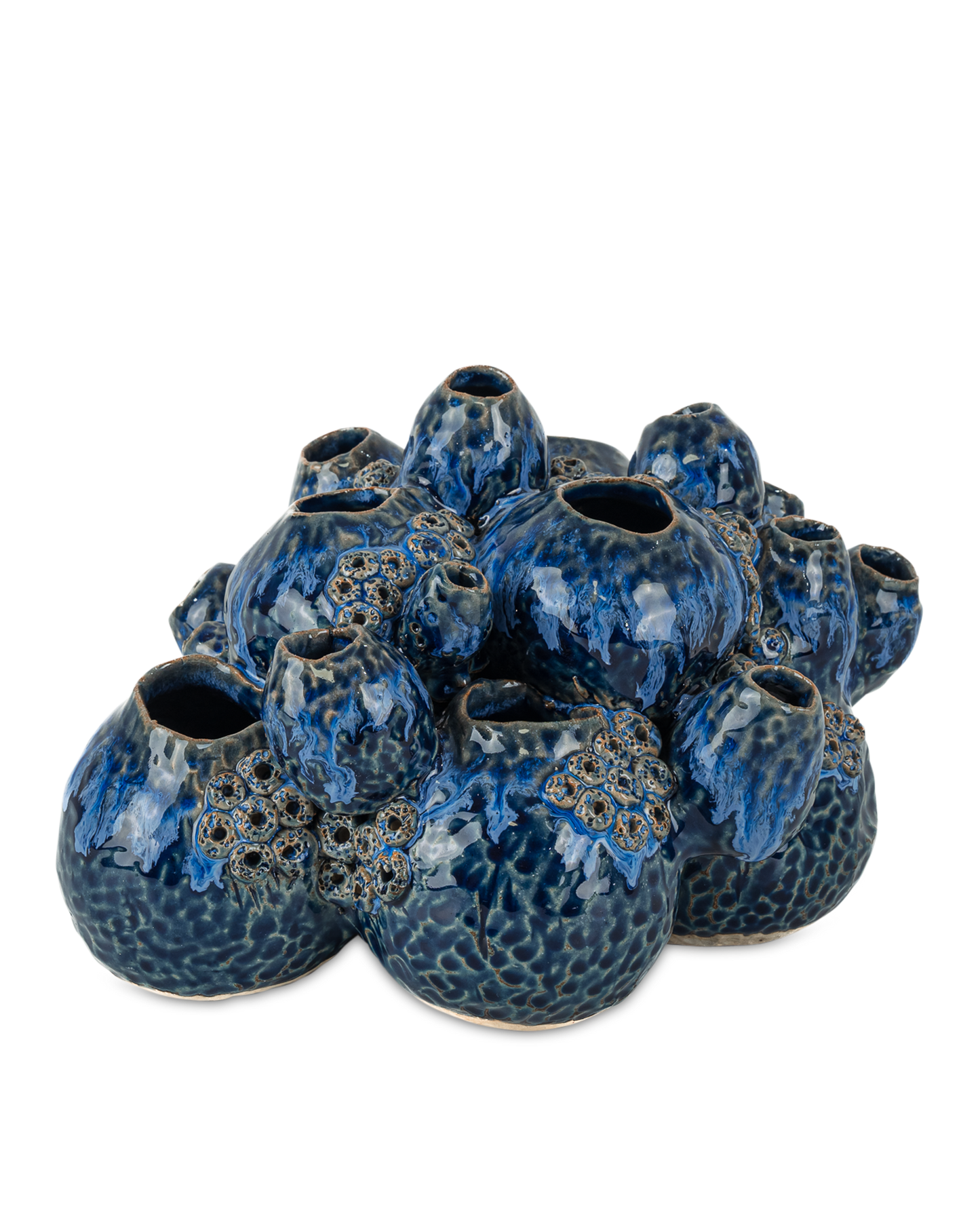 Sulawasi Blue Shells.