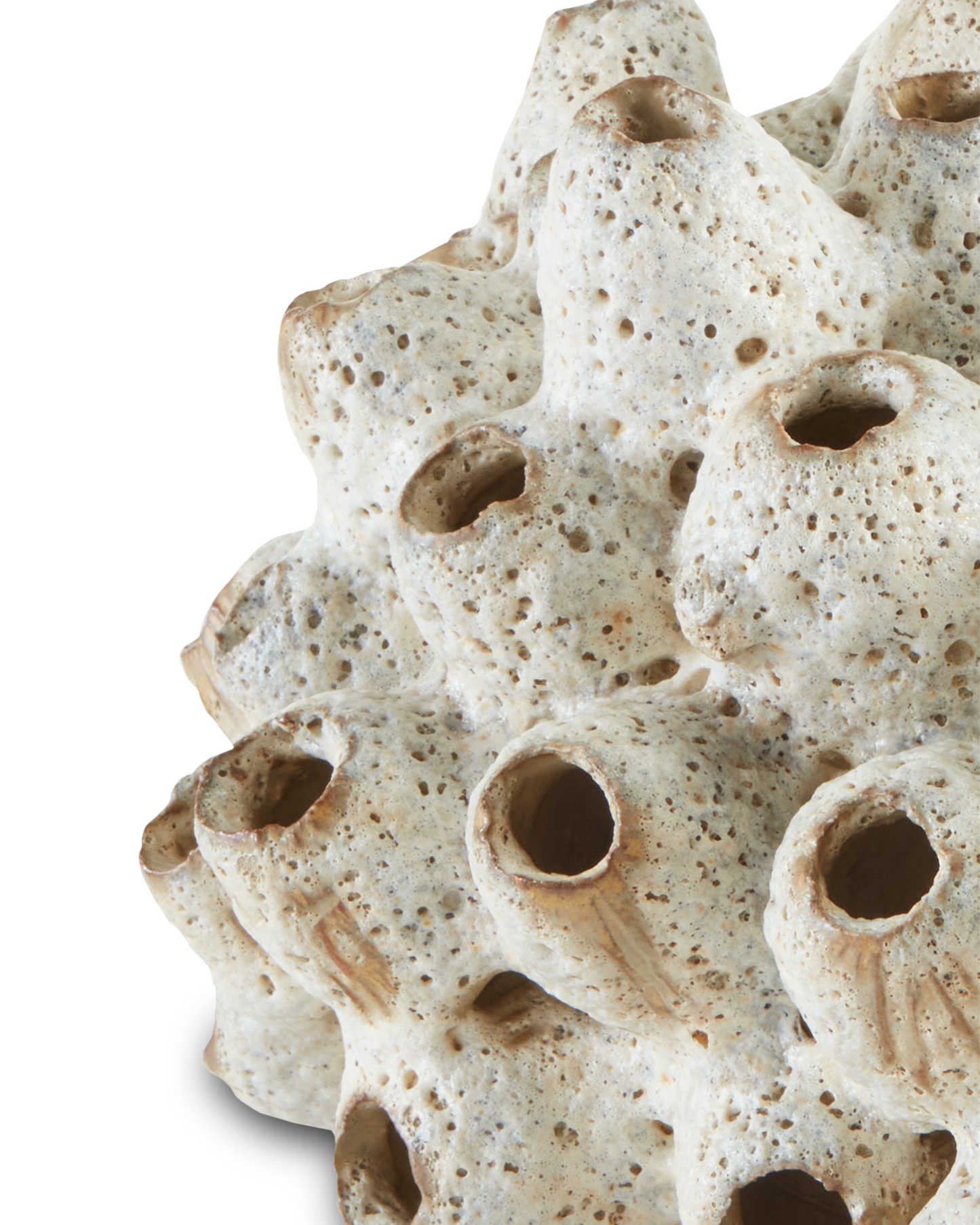 Sulawasi White Shells.