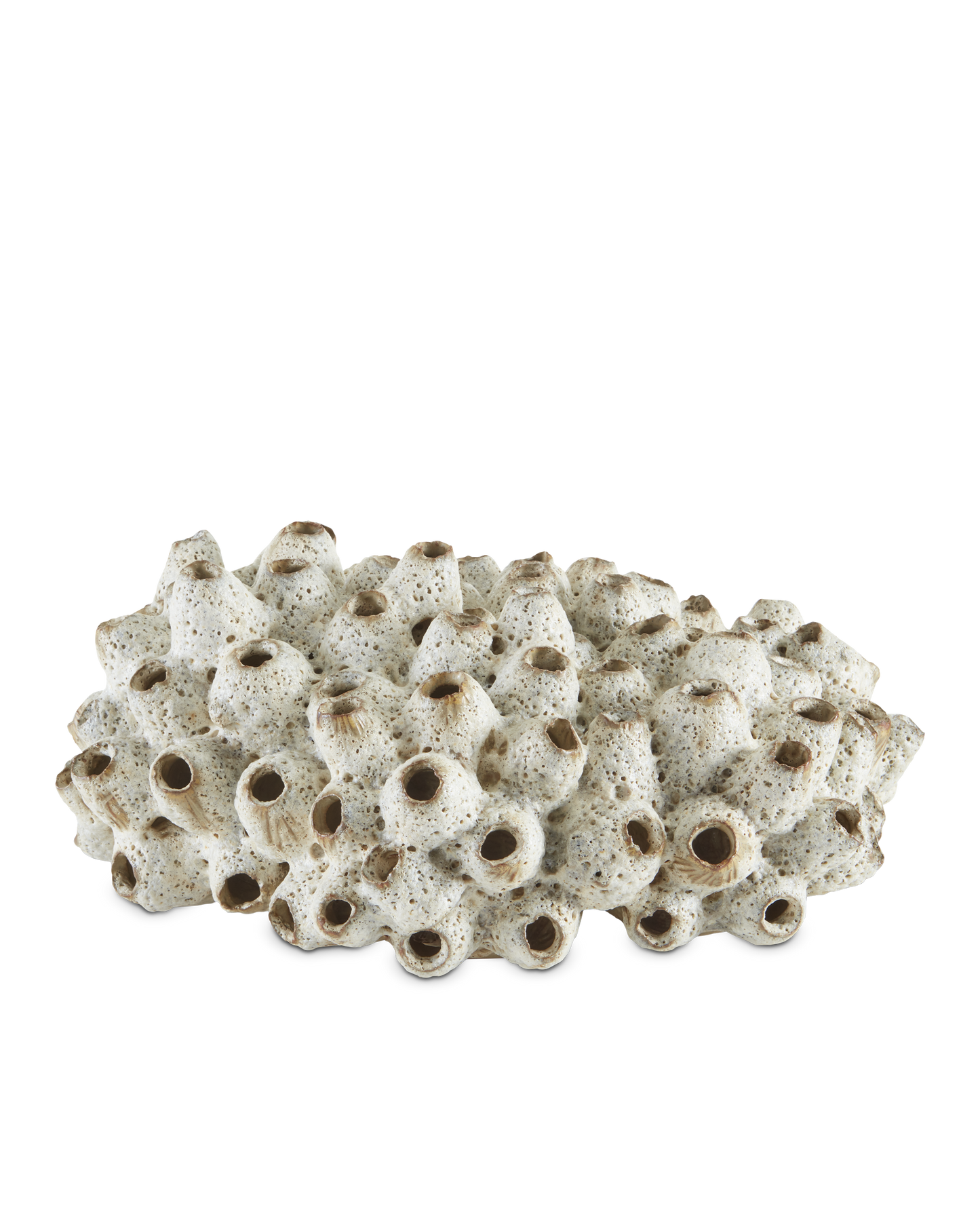Sulawasi White Shells.