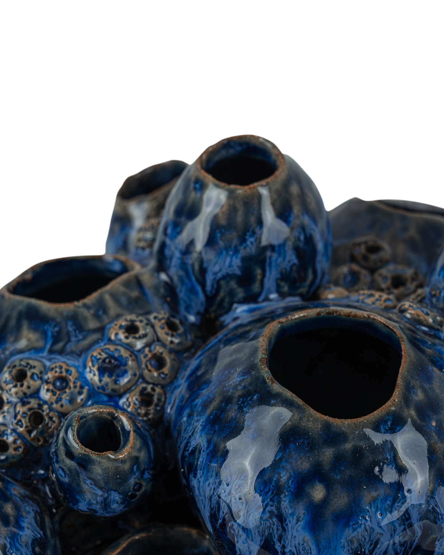 Sulawasi Blue Shells.