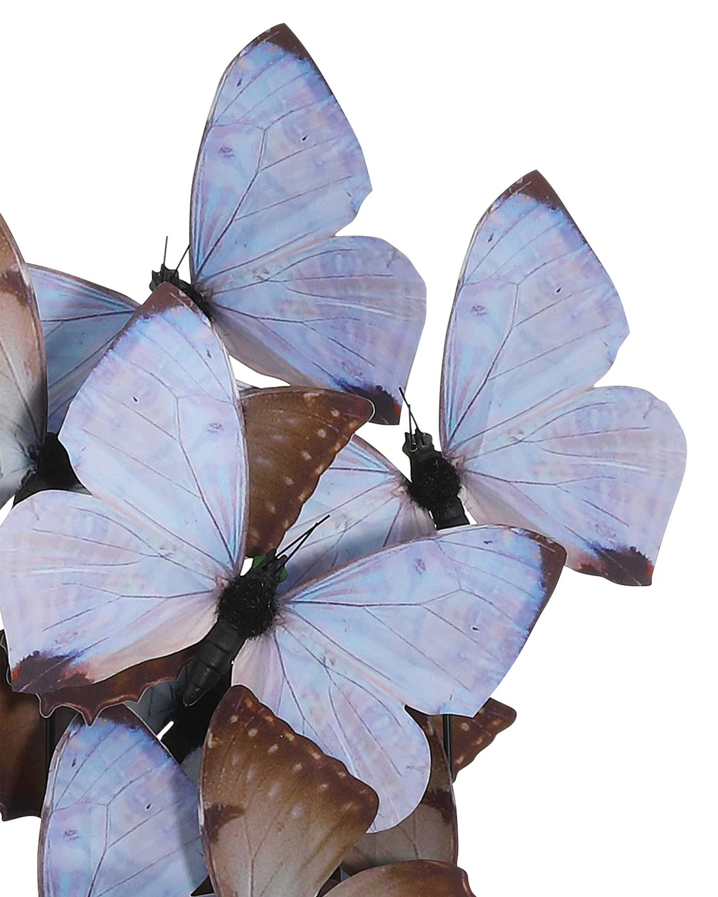 Rue de Bac Lilac Medium Butterflies.