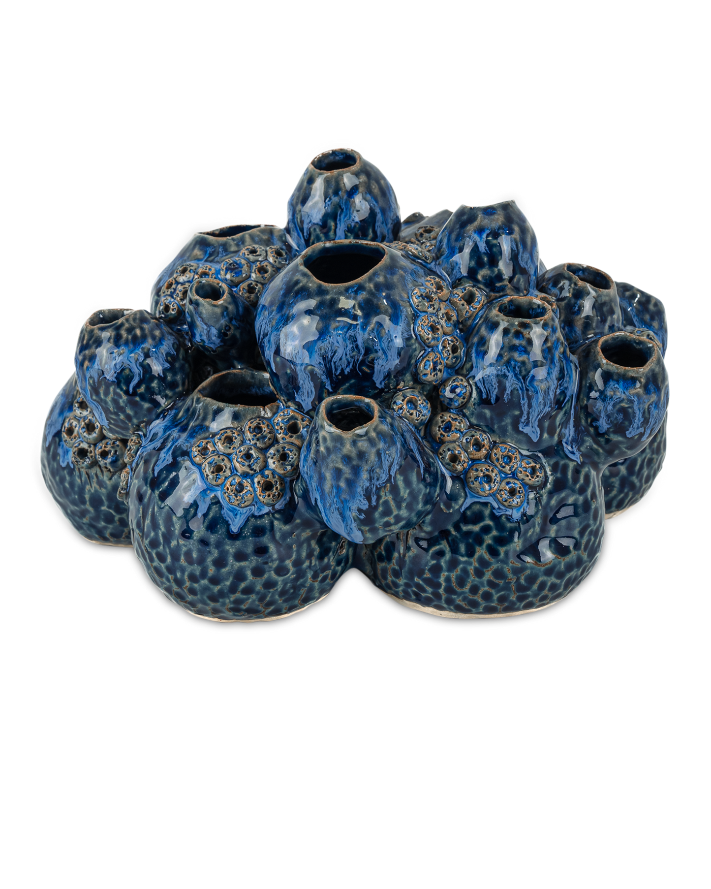 Sulawasi Blue Shells.