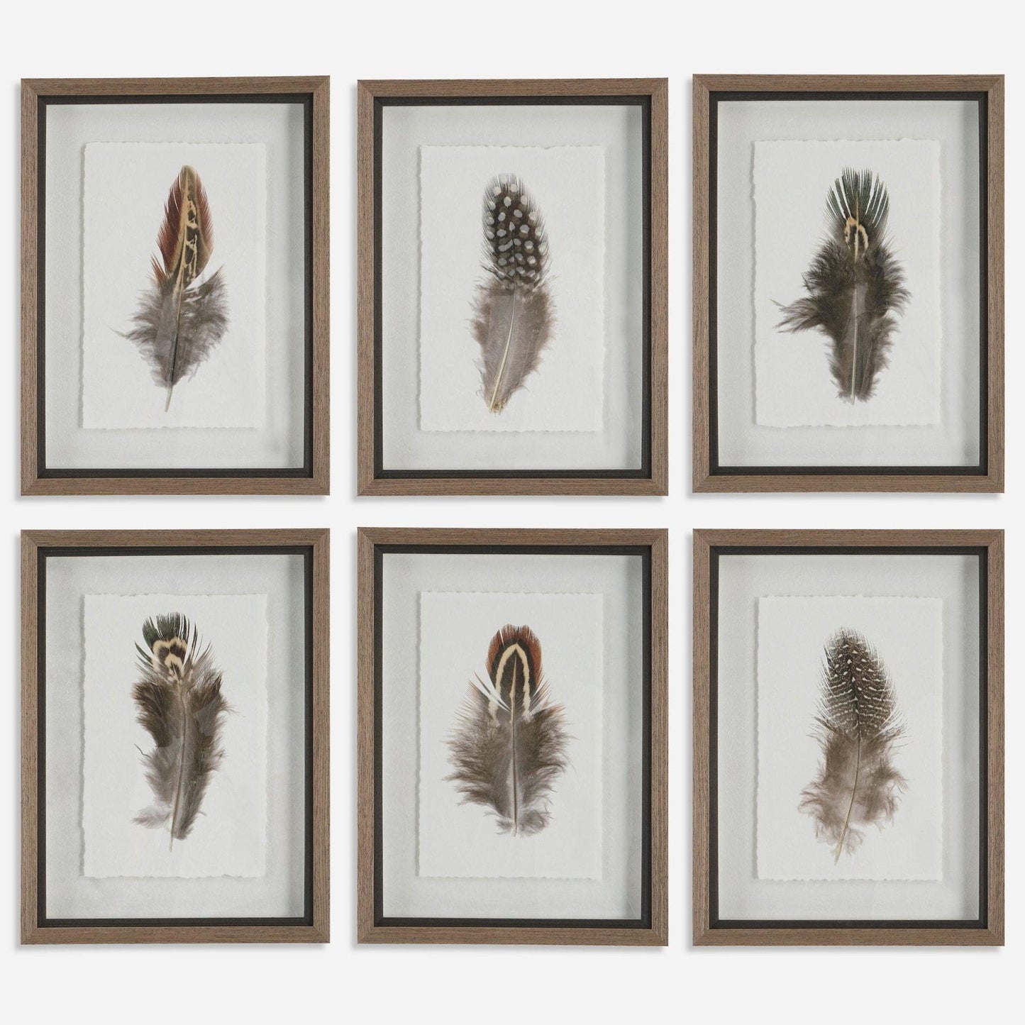 Birds Of A Feather Framed Prints, S/6.