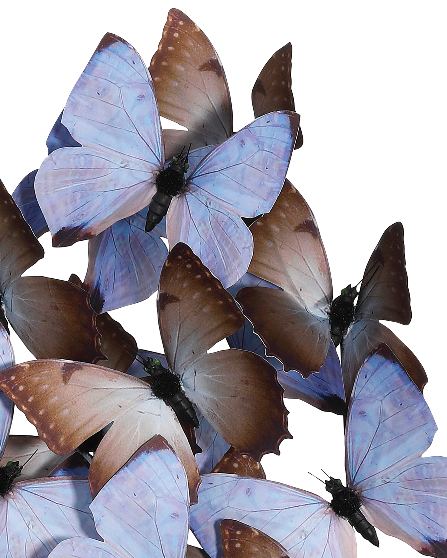 Rue de Bac Lilac Large Butterflies.