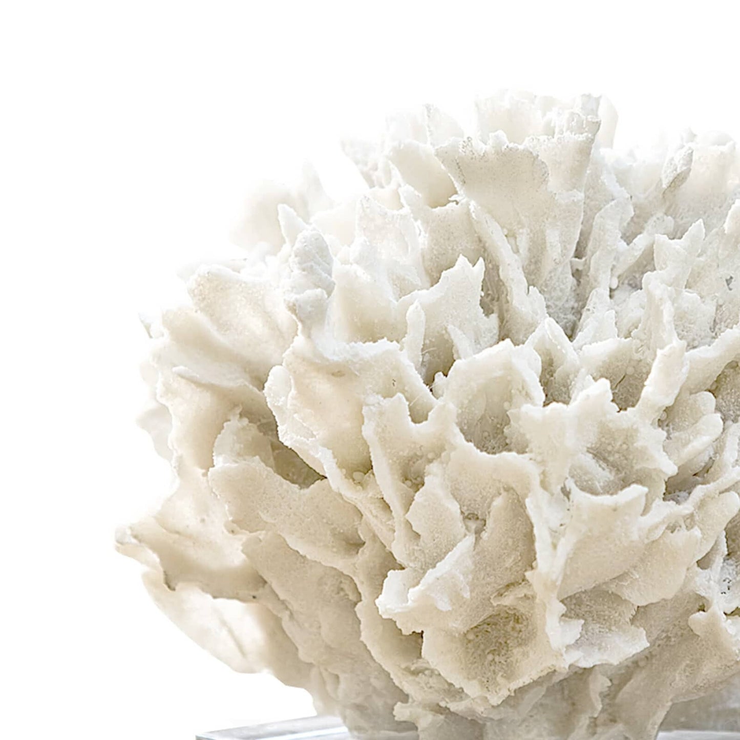 Ribbon Coral (White).