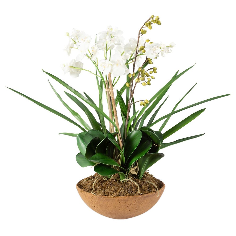 Moth Orchid Planter.
