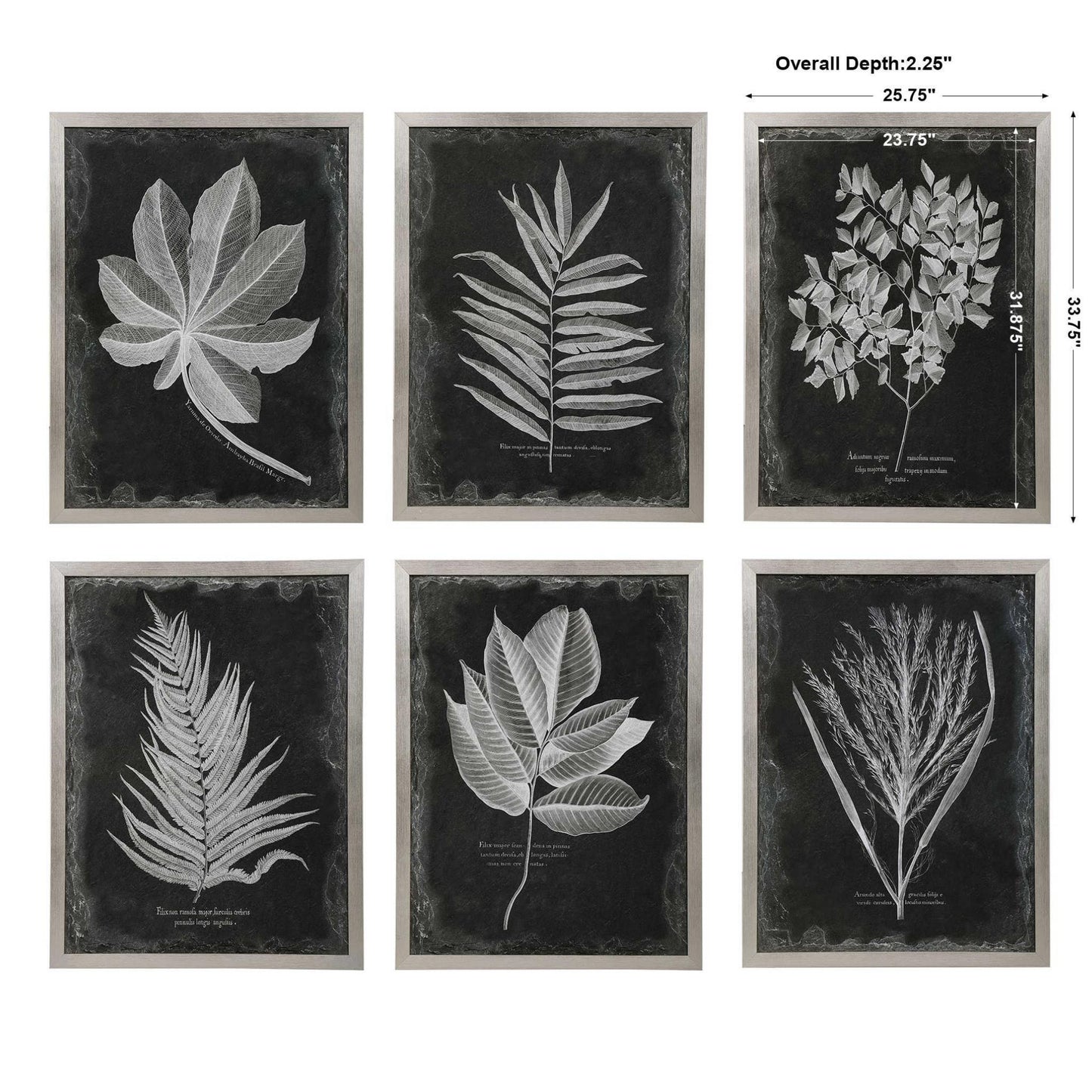 Foliage Framed Prints, S/6.
