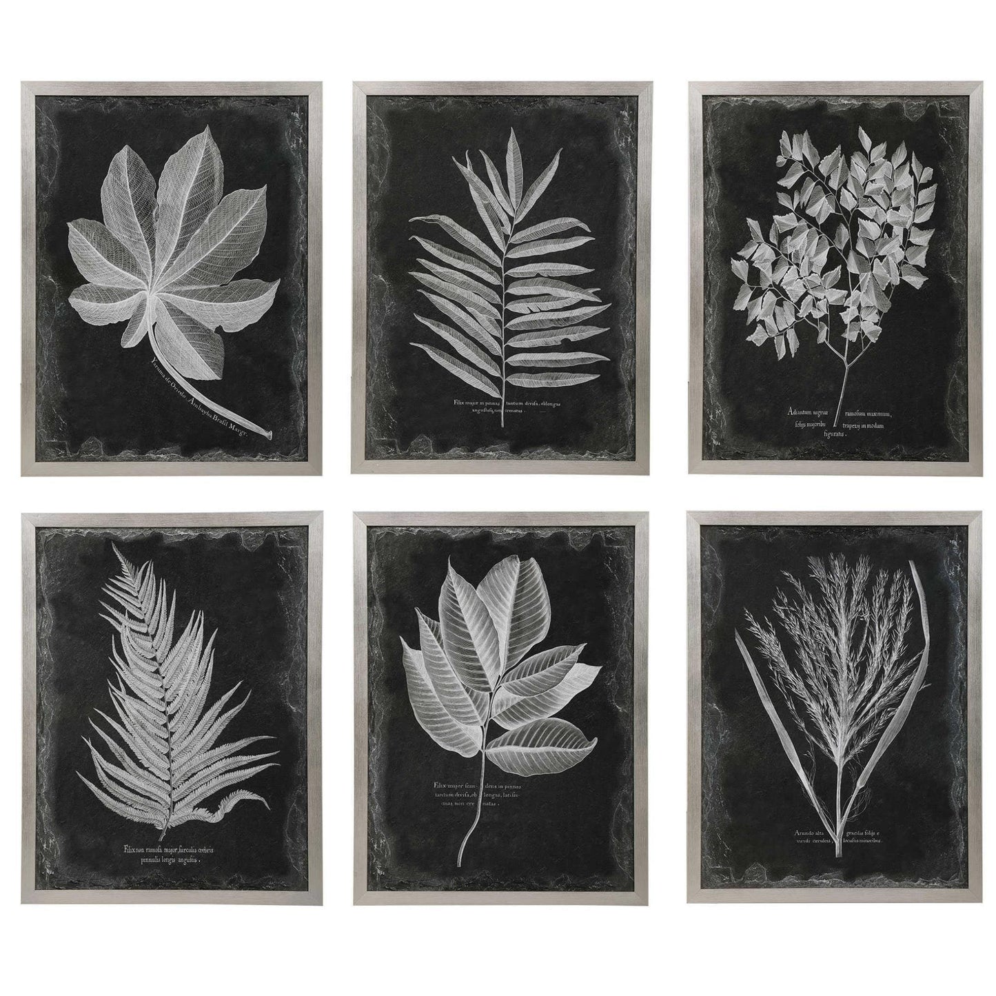 Foliage Framed Prints, S/6.