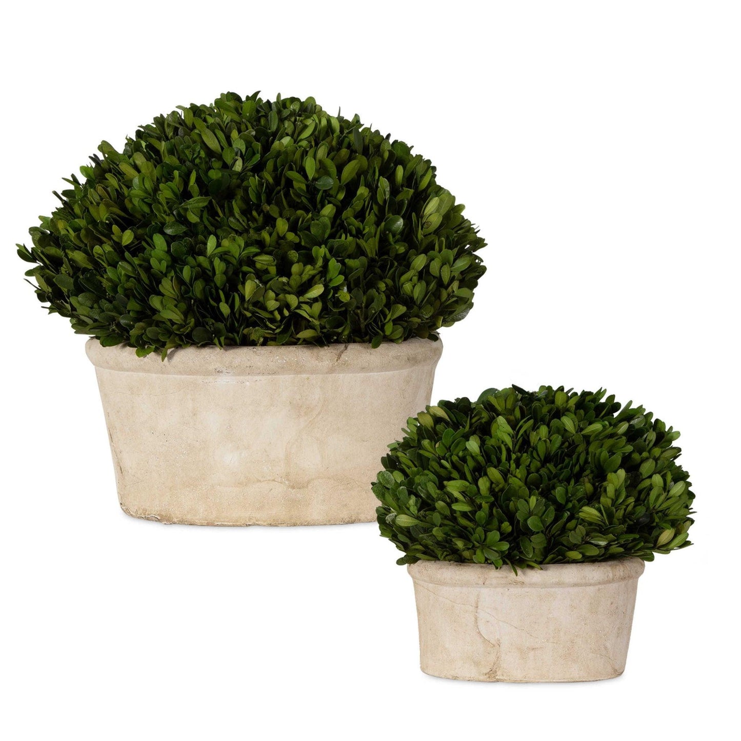 Preserved Boxwood Oval Domes, Set of 2.