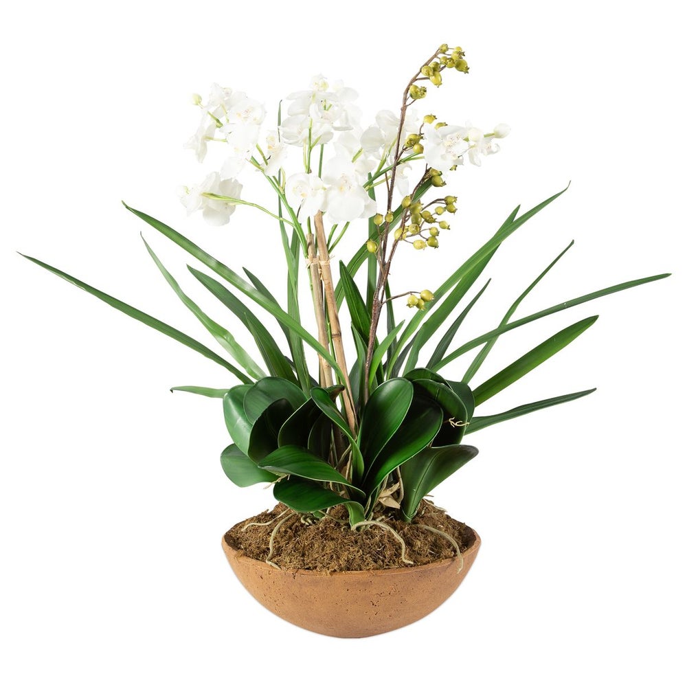 
                      
                        Moth Orchid Planter
                      
                    