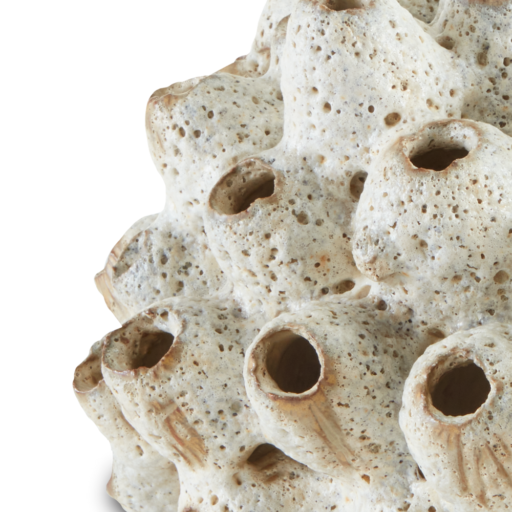 Sulawasi White Shells.