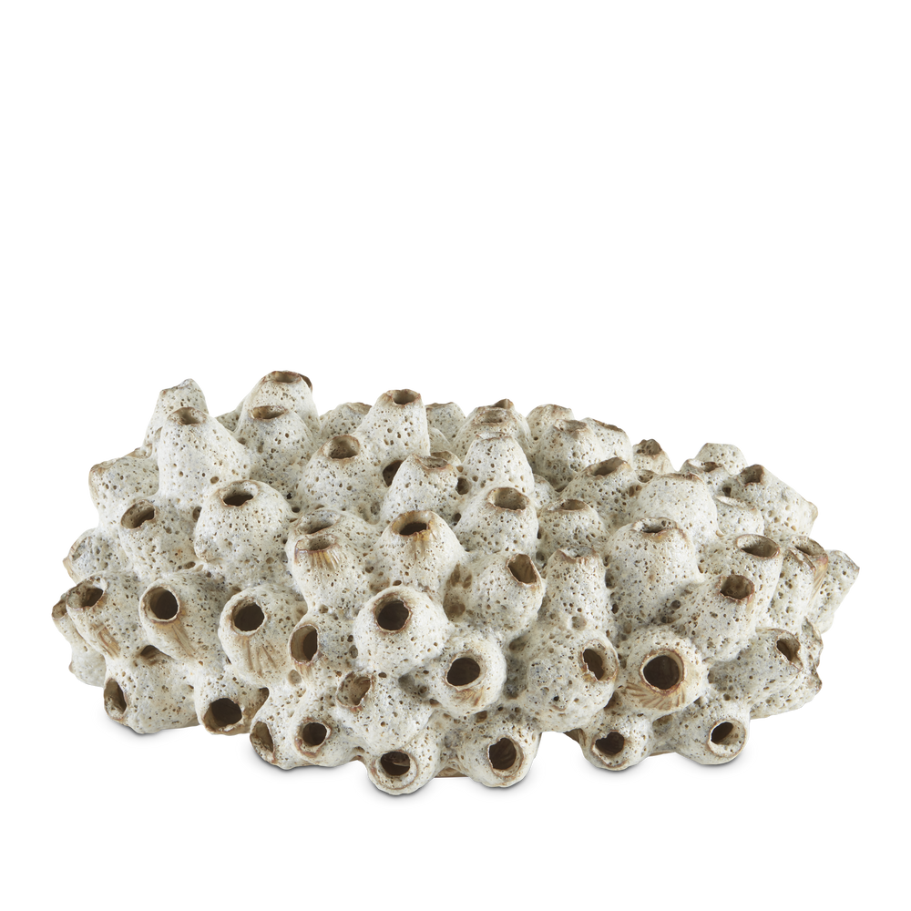 Sulawasi White Shells.