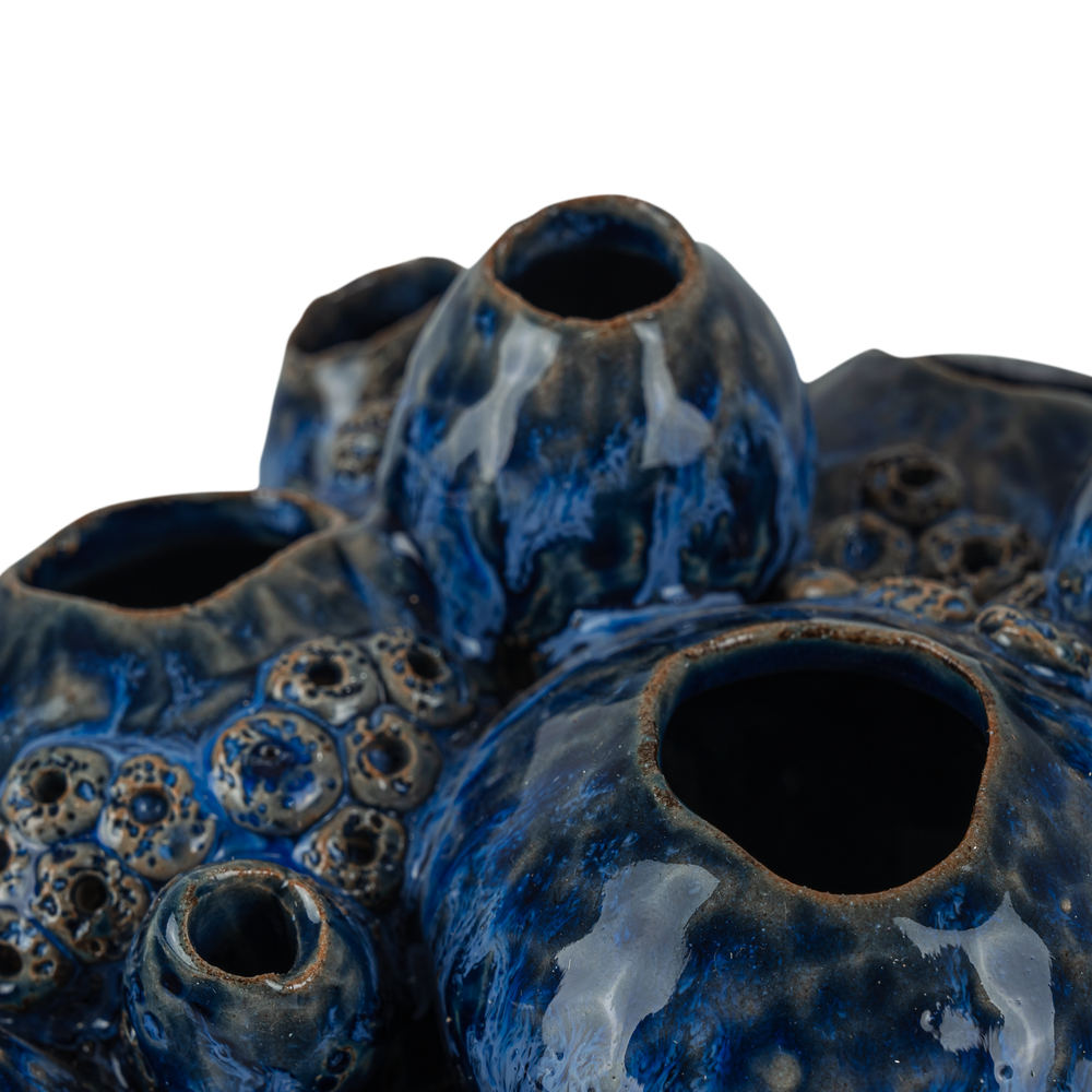
                      
                        Sulawasi Blue Shells.
                      
                    