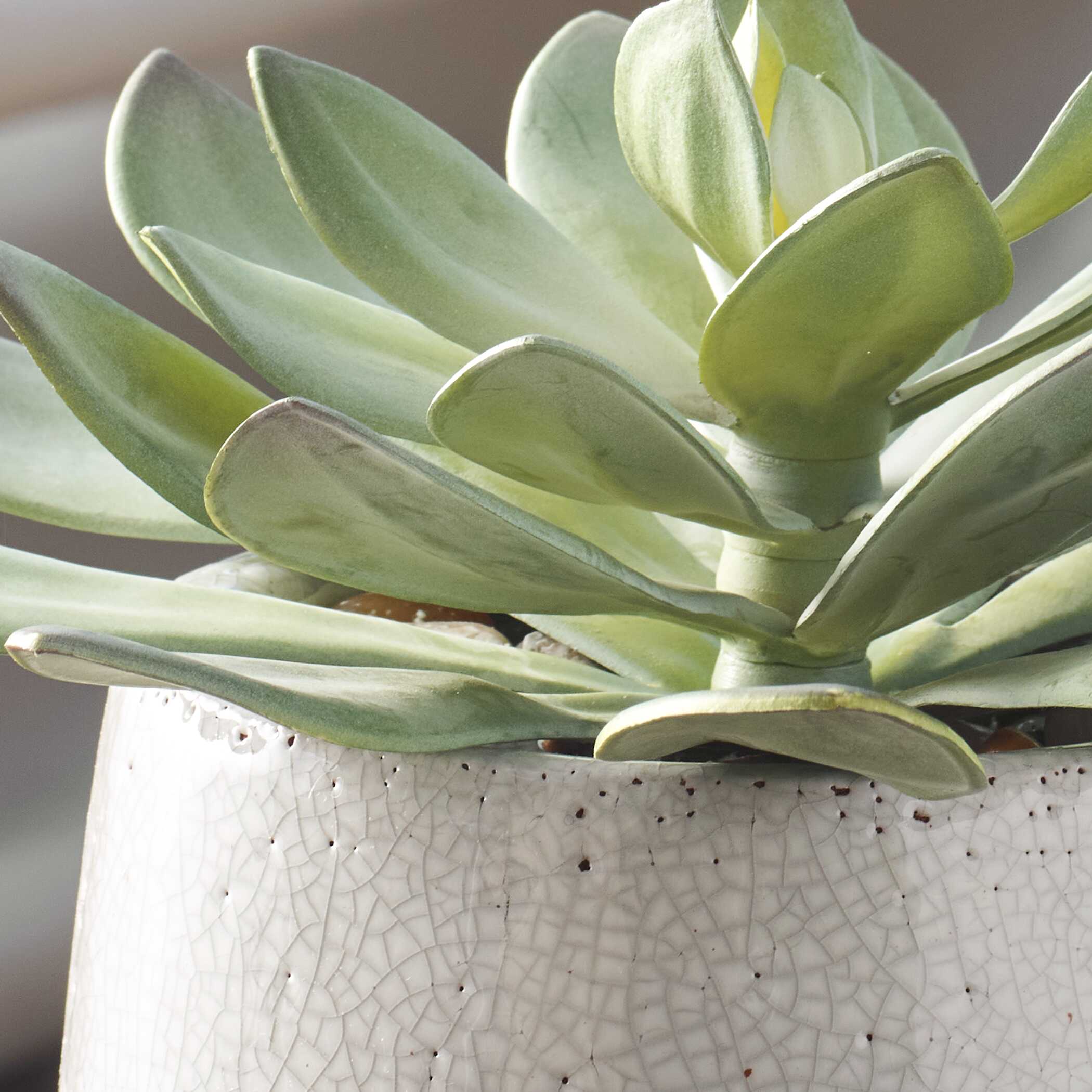 Uttermost Dudleya Succulent - Thumbnail 3