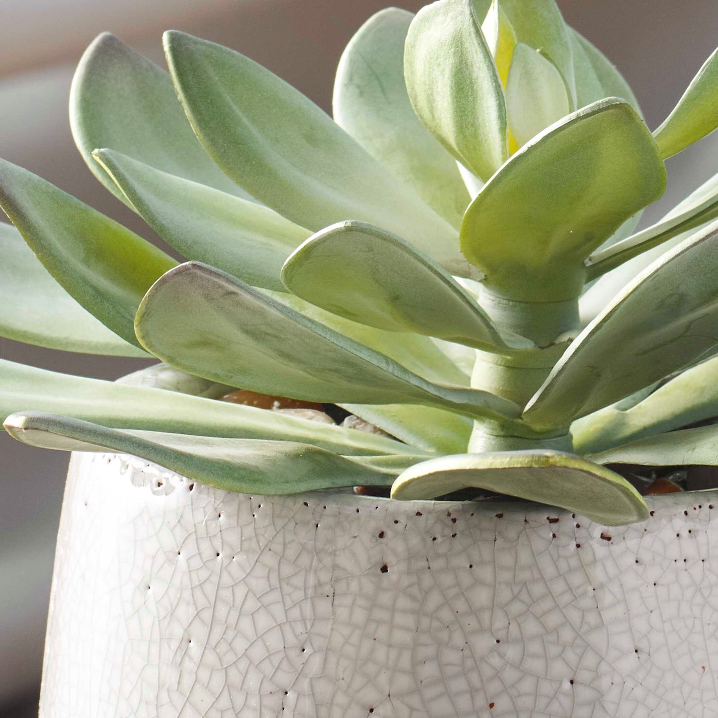 dudleya succulent Uttermost 60261 Dudleya Gray Outdoor Succulent