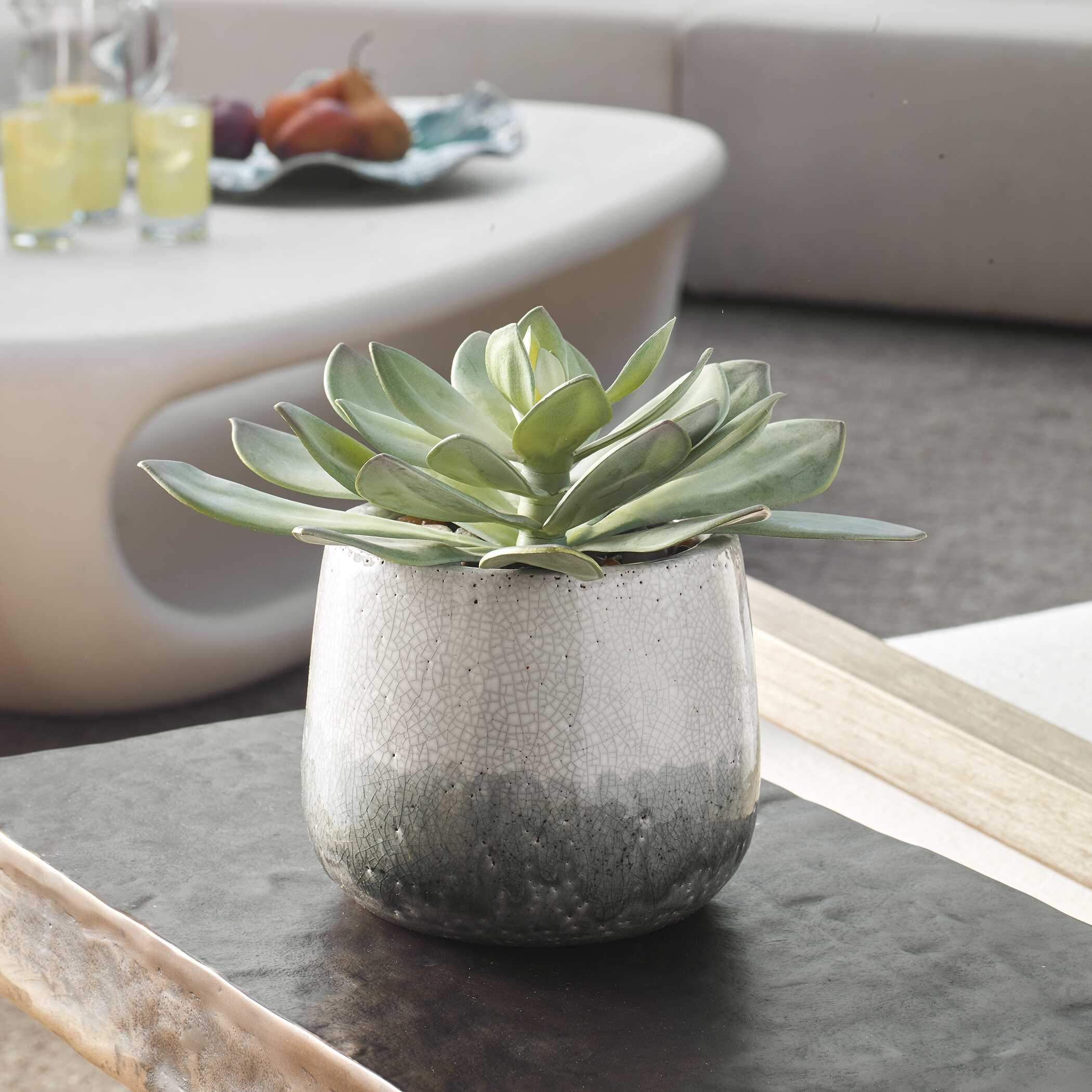 Uttermost Dudleya Succulent - Thumbnail 2