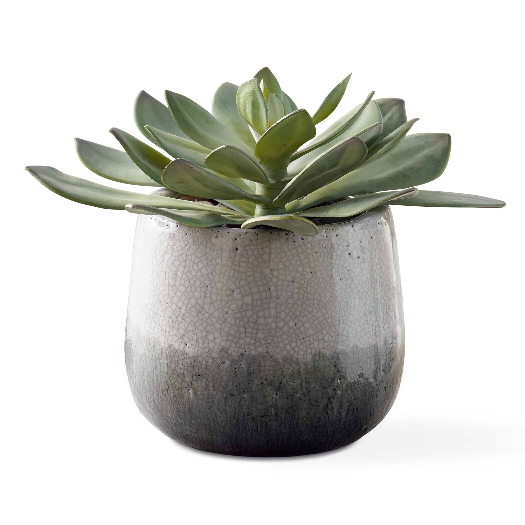 Uttermost Dudleya Succulent