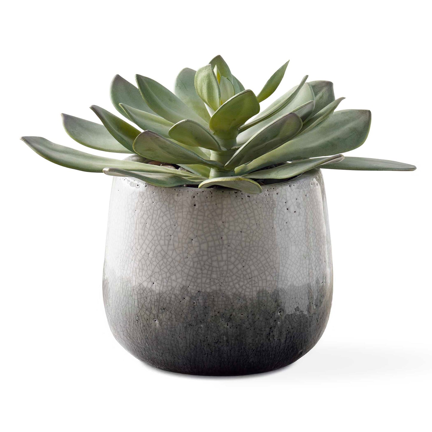 grey succulent pot Dudleya Gray Outdoor Succulent – Outrageous Interiors and Design