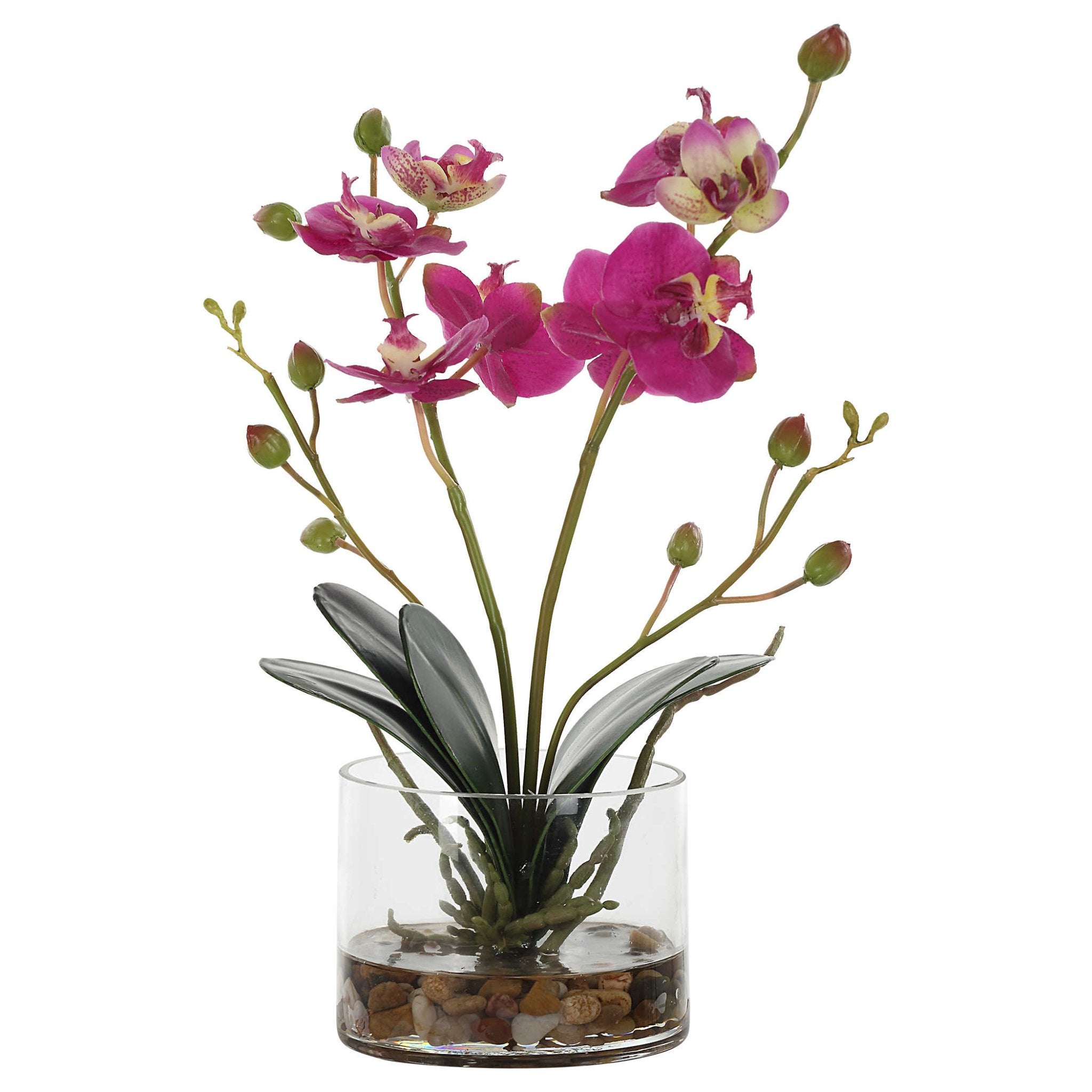 Uttermost Glory Orchid