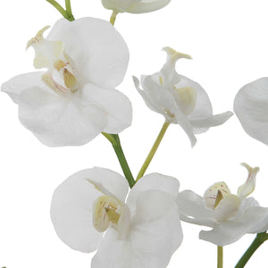 Glory Orchid - #shop_name Accessories, Accent Decor