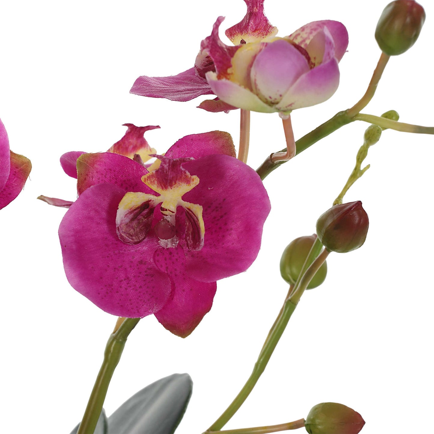 Glory Orchid - #shop_name Accessories, Accent Decor