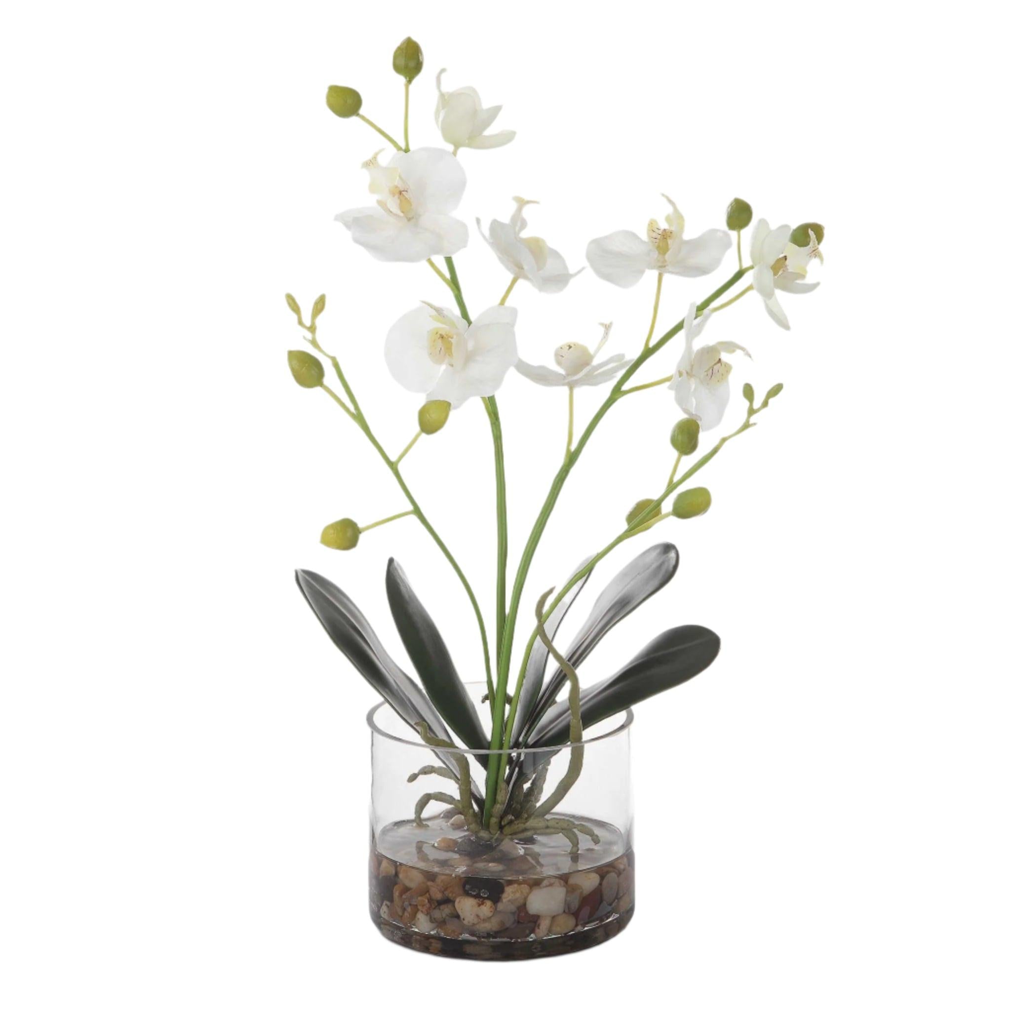 Uttermost Glory Orchid - Thumbnail 3