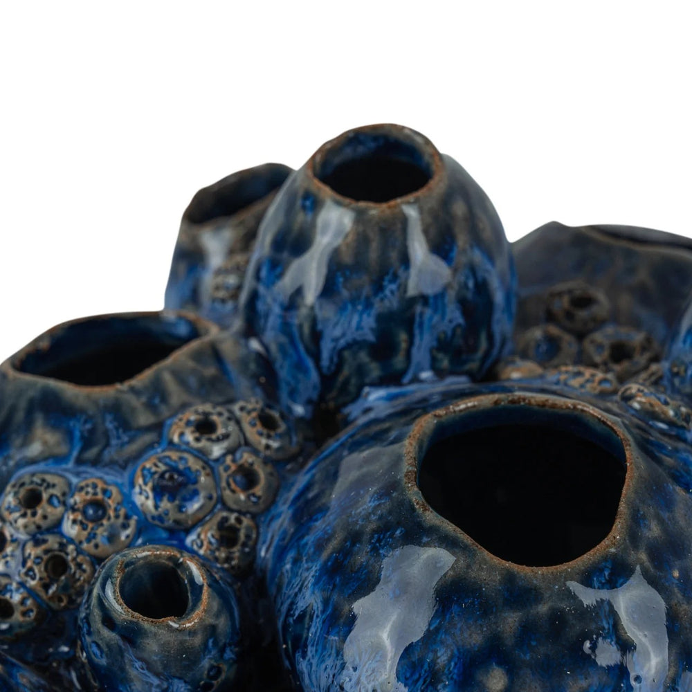 
                      
                        Sulawasi Blue Shells
                      
                    