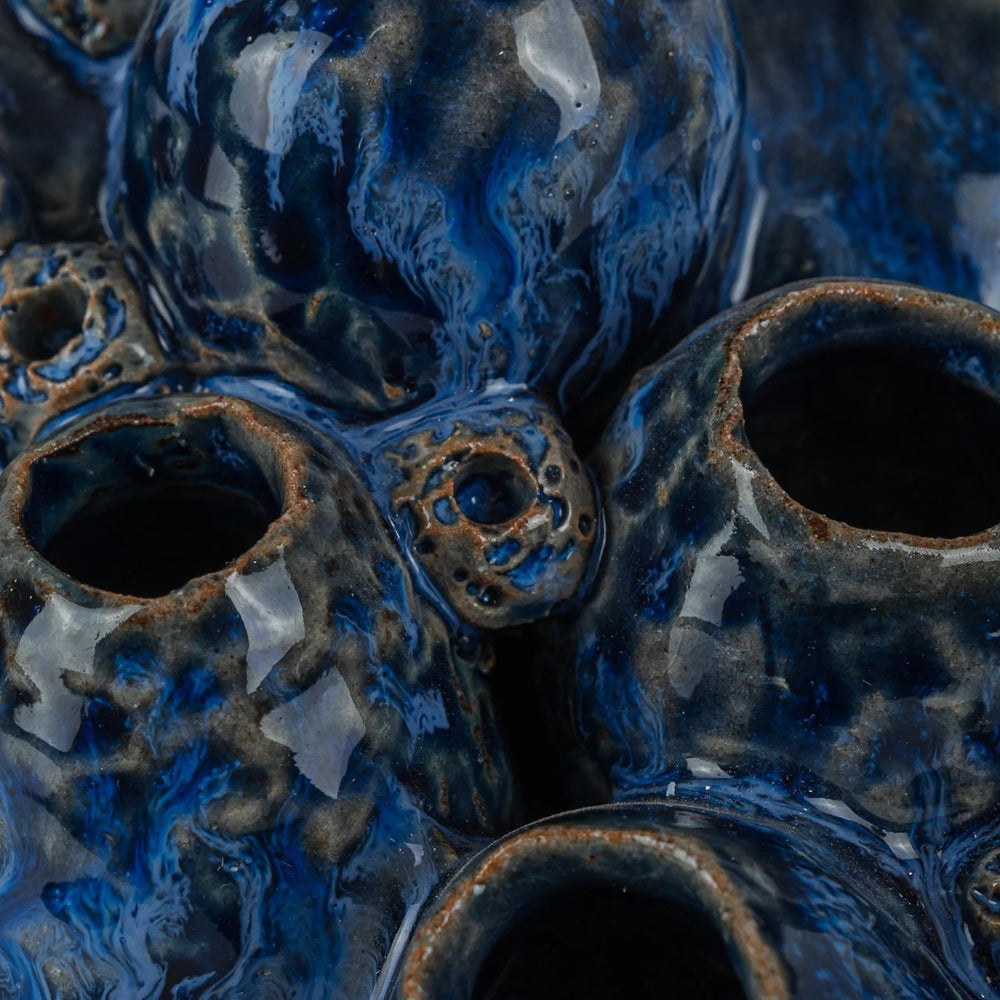 Sulawasi Blue Shells
