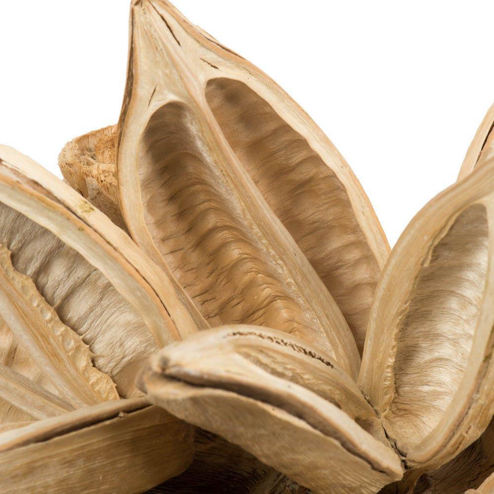 Bleached Star Pod - Thumbnail 2