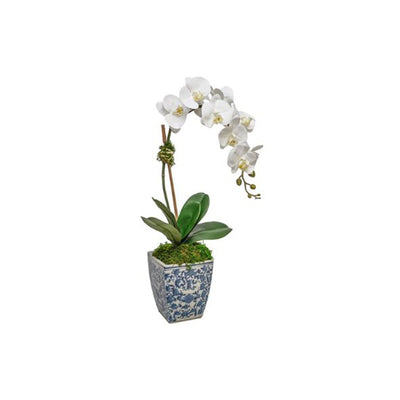 Forever Fresh Orchid in Blue and White Cache Pot