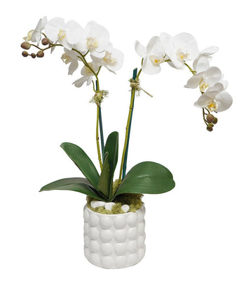 Forever Fresh Orchid in White Bubble Pot