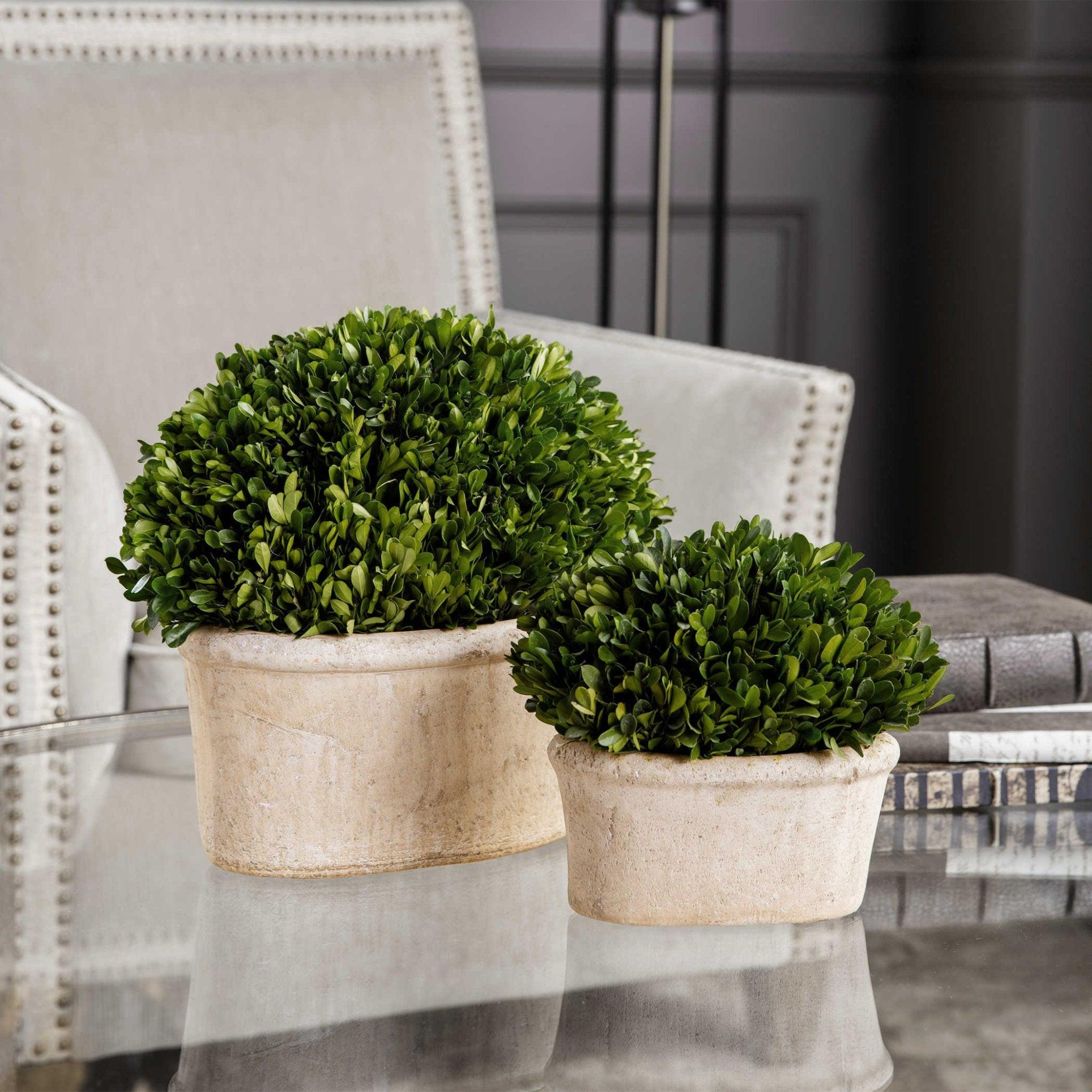 Uttermost Preserved Boxwood Oval Domes - Thumbnail 3