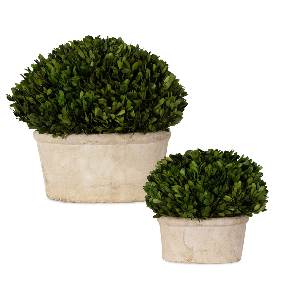 Preserved Boxwood Oval Domes, Set of 2 - #shop_name Accessory